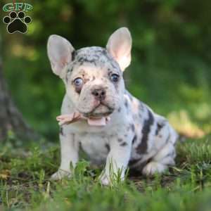 Peggy, French Bulldog Puppy